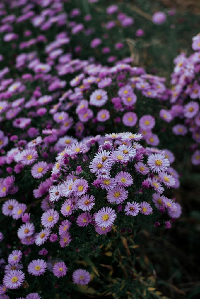 Beautiful new england asters bloom in a lush field, showcasing vibrant purple petals.